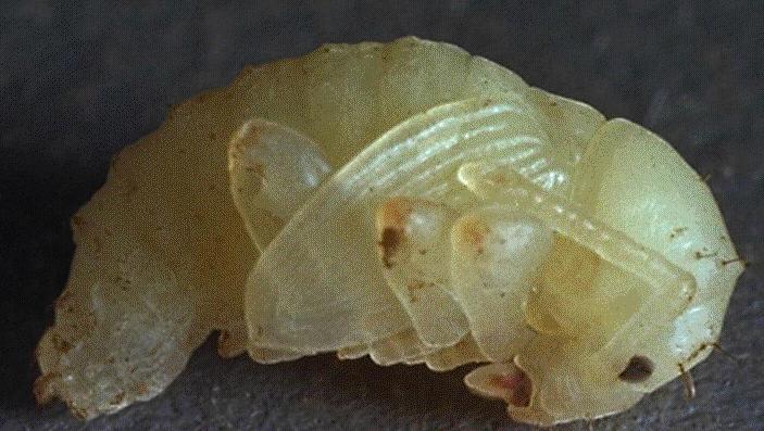 Coleoptera, Hymenoptera ve Neuroptera takımları ile