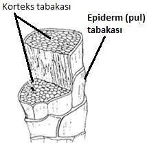 2.1.2. Fiziksel Yapısı ve Özellikleri Fiziksel Yapısı Yün lifinin enine kesiti incelendiğinde Epiderm (pul), Korteks ve Medüla (ilik) tabakalarından (Resim 2.3) oluştuğu görülür.