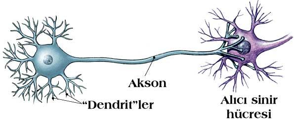 SİNİR HÜCRELERİ Sistemdeki temel ünite sinir hücresidir (nöron).