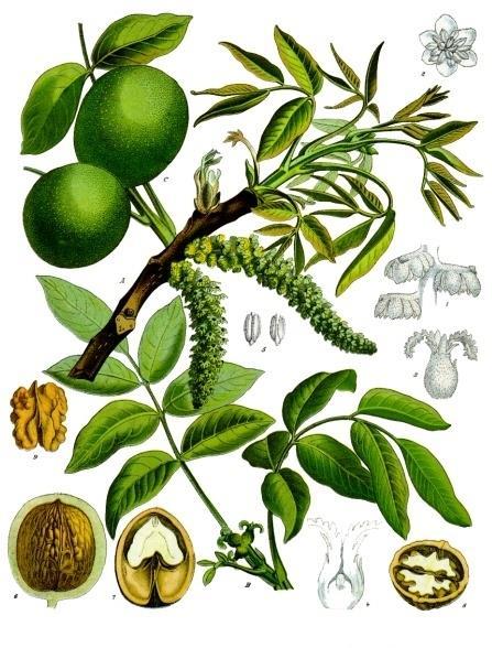 Juglans