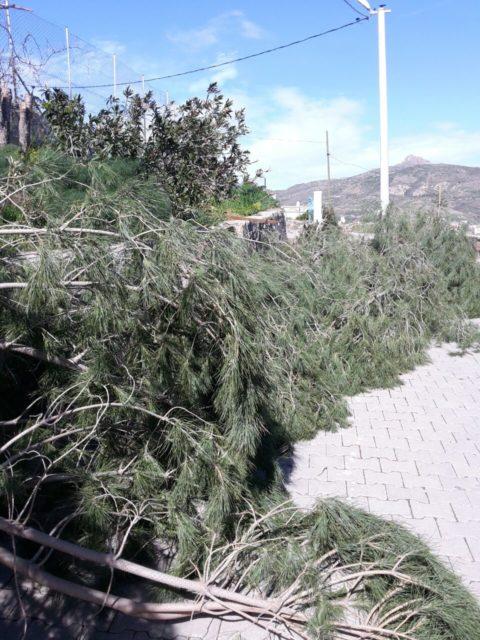 İyi niyetten kriz çıktı Tepki görmemek için kuruyan ağaçları diktiler Bodrum da bir inşaat