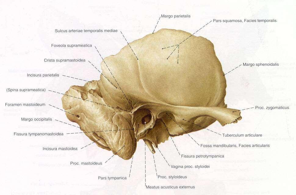 6 cerrahide önemli olan kılavuz noktalardır (Austin, 1996; Akyıldız, 1998; Sancak ve Cumhur, 2002). Şekil 1.3 Sağ os temporale lateralden görünüş (Sobotta, 2001) 1.1.2. Pars Petrosa Pars petrosa, sfenoid ve oksipital kemik arasında yer alır.