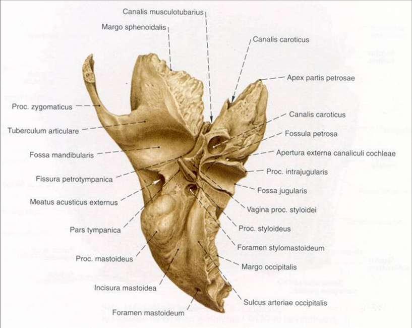 9 Şekil 1.4 Sağ os temporale alttan görünüş (Sobotta, 2001). 1.1.3. Pars Tympanica Pars mastoidea temporal kemiğin en küçük parçasıdır.