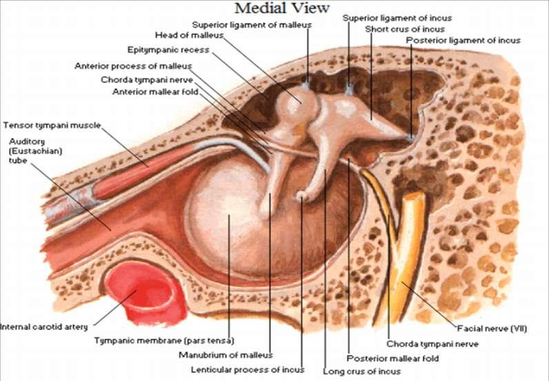 14 Tuba auditiva Östaki borusu; cavitas tympani yi nasopharynx e bağlayan yoldur. Orta kulağa yakın 1/3 kısmı pars ossea, pharynx e yakın 2/3 kısmı da pars catilaginea dan oluşur.