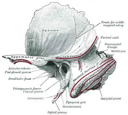 2. GENEL BİLGİLER 2.1. Kulak Anatomisi Temporal kemik kafanın lateral yüzünde yer alan, işitme ve denge sisteminin periferik bölümlerini içeren karmaşık anatomiye sahip kranial kemiktir. 2.1.1. Temporal kemik Temporal kemik, yerleşimi, şekli, fonksiyonları, barındırdığı anatomik yapılar nedeni ile anatomistlerin ilgisini çekmiştir.