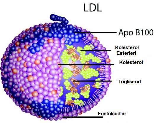 Şekil9 : LDL nin biyokimyasal yapısı ve içeriğinde bulunan moleküller 85 Apo B-100 LDL nin yapısal olarak omurgasını oluşturur.