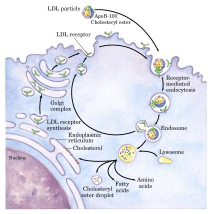 LDL nin bağlanmasının ardından LDL endositozis yolu ile hücre içine alınır. Hücre içinde LDL içeren vezikül, klatrin kaplamasını kaybeder ve diğer veziküllerle birleşir.