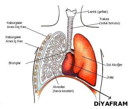25 Bu durumda havanın, nefesin vücuda doğru Ģekilde alınıp vücuttan doğru Ģekilde çıkarılması çok önemlidir. Havanın vücuda alınıģında ve dıģarı geri gönderilmesinde en önemli etken de diyaframdır. 1.
