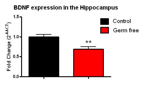BDNF Germ-free hayvan deneklerinde hipokampüs BDNF ekspresyonu kontrol grubununkine göre daha düşük. Grenham et al.