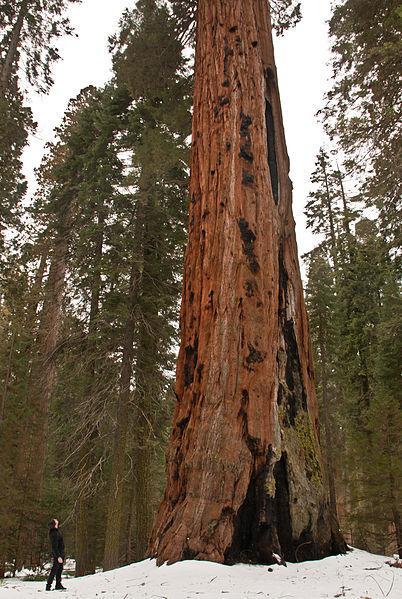 Národný park Sequoia Už názov parku prezrádza, čo môže byť jeho hlavná atrakcia.