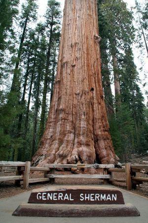 Najslávnejší strom a pýcha parku Sequoia National Park je určite Strom generála Shermana, ktorý objemom dreva kraľuje tabuľke najväčších stromov sveta.