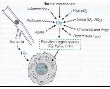 İskemi, hemoraji, travma ve radyoaktivite gibi durumlarda mitokondrilerdeki aerobik oksidatif fosforilasyon dengesi etkilenir ve elektron taşıma sisteminden elektron kaçakları daha fazla olur ve ROP
