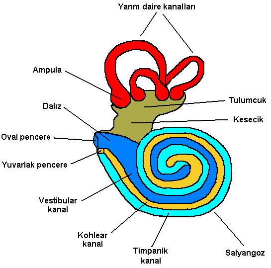 Farmakokinetik Özellikleri Hidrofilik ve aside dayanıksız-oral absorpsiyon yok. En az lipofilik olan ilaçlardır.