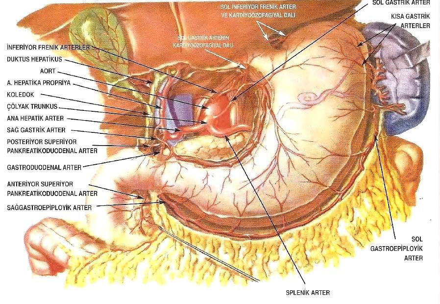 1) Sol gastrik arter; trunkus çölyakusun dalı olup küçük kurvaturun üst kısmını besler. 2) Sağ gastrik arter; ana hepatik arterin dalı olup küçük kurvaturun inferiyorunu besler.