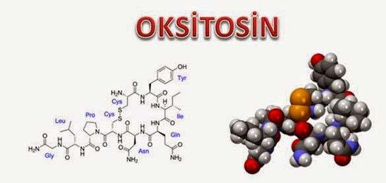 Oksitosin Doğum sonrası sıçanlarda OK düzeyi artmaktadır; ventral septum, paraventriküler nükleus ve supraoptik nukleusta Ayrıca doğumda OTR ekspresyonu da artmakta amigdala, olfaktör bulbus, mediyal