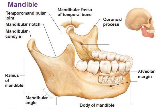 Çene Kemiği (Mandibula), Bağ (Ligament) ve Kasların (Muscle) Özellikleri Çene, ağzın çevresinde yer alan, omurgalılarda çiğnemeyi sağlayan kemik donatımının adıdır.