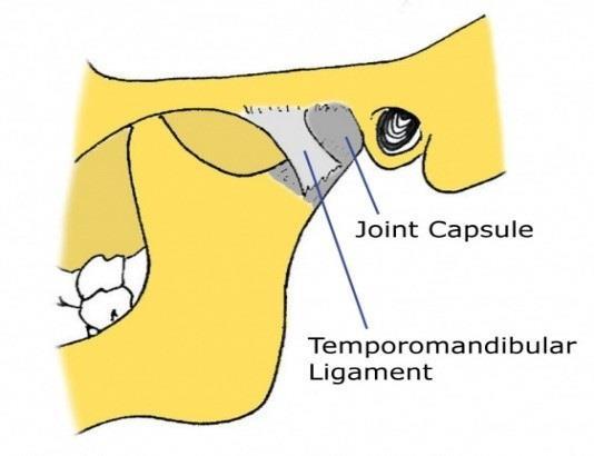 Temporomandibular Ligament: Kapsülün yanal kısmıdır.
