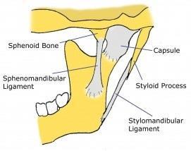 Temporomandibular Ligament [4] Stilomandibular Ligament: Styloid prosesten mandibula açısına