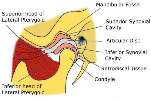Sfenomandibular Ligament: Sfenoid kemiğinin omurgasından mandibula halkasına  ŞEKİL 11.
