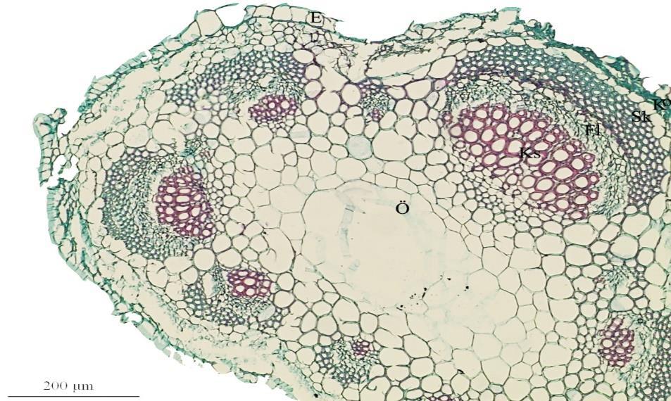 Epidermisin hemen altında yer alan korteks parankima hücreleri 4 tabakalıdır.