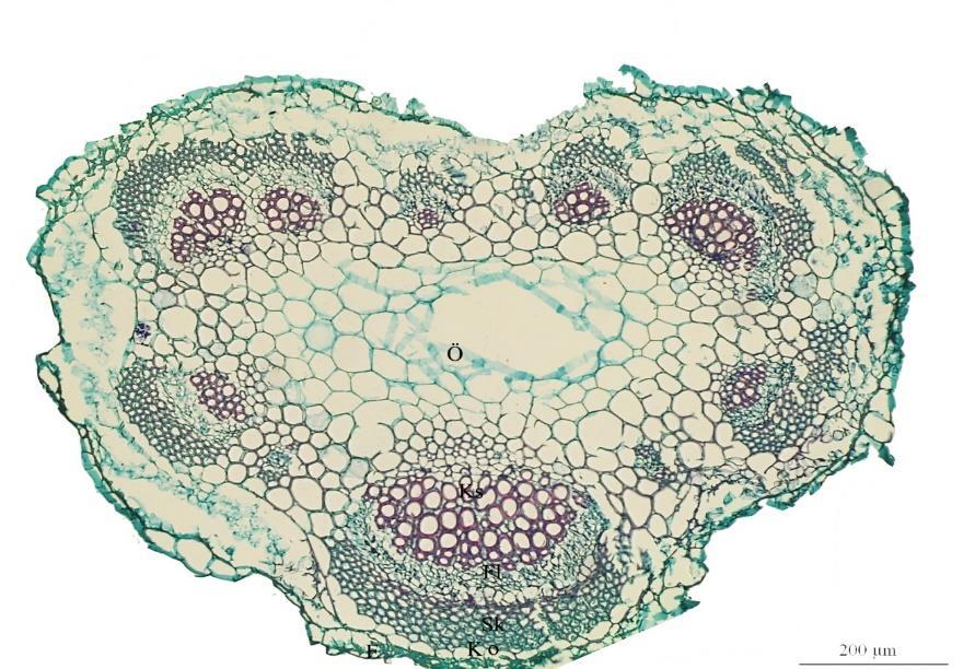 Resim 3.1.1.3. Oxytropis kotschyana gövde enine kesitinde gövdenin genel şekli (E: Epidermis, Ko: Korteks, Sk: Sklerenkima, F: Floem, Ks: Ksilem, Ö: Öz).