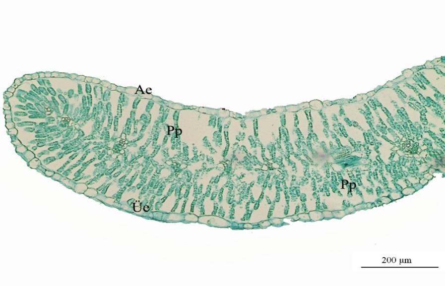 Epidermis, Üe: Üst Epidermis, Pp: Palizat Parankiması). Resim 3.1.2.6.