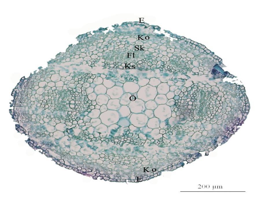 3 sıralıdır. Ksilem hücrelerinin çapları floem hücrelerinkinden daha geniştir ve ksilem hücrelerinin max-min/en 15,83-6,1 μm, max-min/boy 16,09-7,82 μm arasındadır.