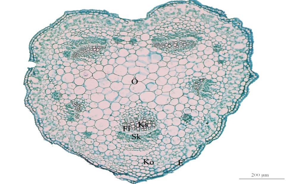 Gövdenin anatomik özellikler Bu türe ait gövde enine kesitlerinde bu türün gövde primer görüntüsü kalp şeklindedir. Epidermis hücreleri 2 sıralıdır.