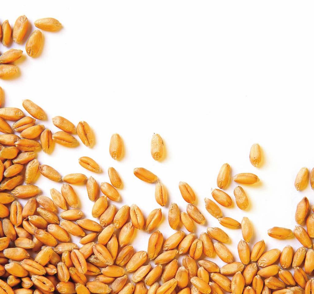 dünyadan IGC ye Göre Tahıl Stoklarındaki Darlık Devam Ediyor IGC Says Concern About Grain Supply Tightness Remains Uluslararası Hububat Konseyinin (IGC) İngiltere nin Londra kentinde düzenlenen