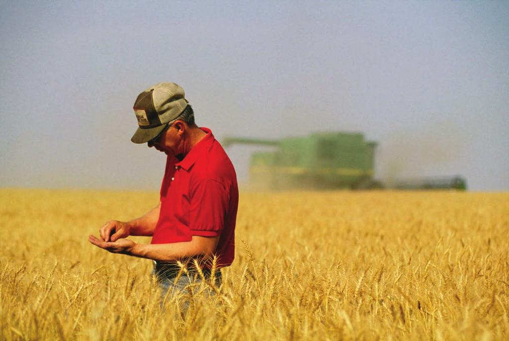 olmaya devam ediyor. ABD tahıl tahminleri, ucuz yemlik buğdayın yarattığı rekabetten dolayı 100 milyon buşel oranında düşürüldü.