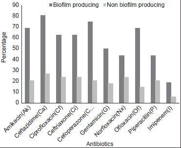 Pseudomonas aeruginosa nın biofilm yapan ve yapmayan