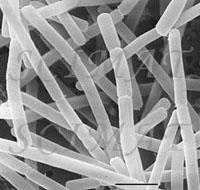 Lb. delbruecki ssp. bulgaricus süt endüstrisinde çok önemli görevler üstlenmektedir. Yoğurt üretimi için hazırlanan saf kültürlerde Streptococcus salivarius ssp. thernophilus ile birlikte bulunur.