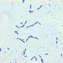 11 2.1.1.5. Lactobacillus plantarum Uç kısımları yuvarlak çubuk şeklinde genellikle 0.-1.2 µm ende, 3- µm uzunlukta, tekli, ikili veya kısa zincir şeklinde bulunur.