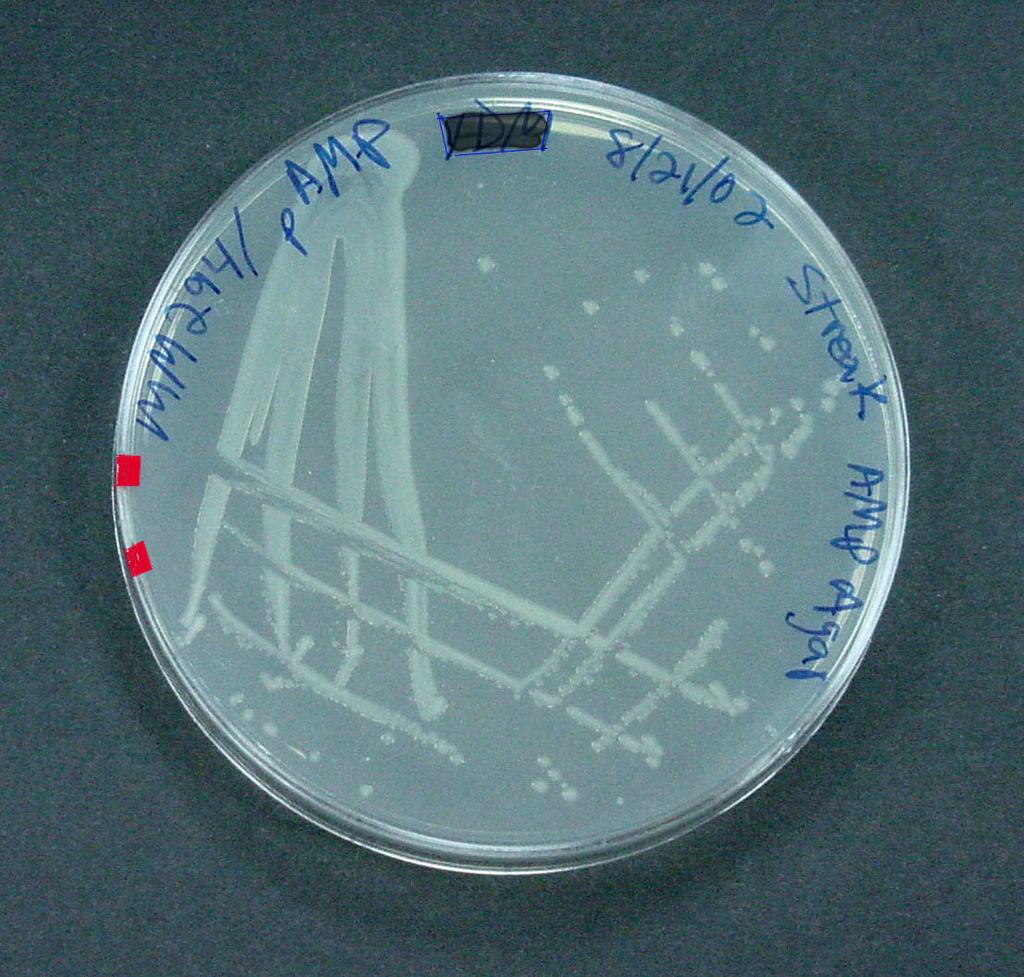 2 petri kutuları anaerobik olarak inkübe edilmiştir. Plaklarda gelişen koloniler mikroskobik incelemeler ve saflaştırma için MRS brotha alınıp 24 saat boyunca uygun sıcaklıkta inkübe edilmiştir.