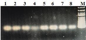 Şekil 14 de, 30 döngüde 0,6 nm AuNP kullanımının EscA proteinini kodlayan gen fragmentinin çoğaltılması için gerçekleştirilen PCR çalışmasında verime etkisi görülmektedir.
