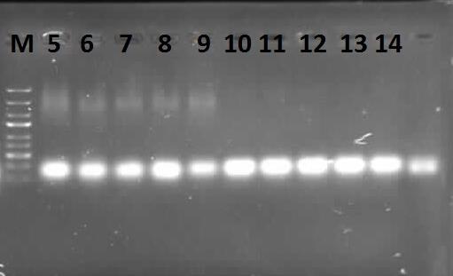 ng/aunp-, 6: L g DNA sından 0,22 ng/aunp+, 7: L g DNA sından 0,22 ng/portakal suyu örneği/aunp-, 8: L g DNA sından 0,22 ng/portakal suyu örneği/aunp+, 9: L g DNA sından 5,5 ng/portakal suyu