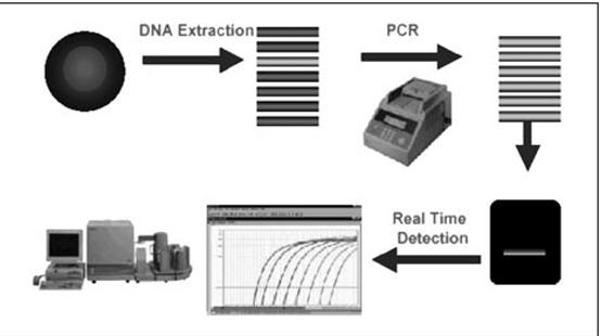 PCR >> 1988 yılında thermus aquaticus bakterisinden saflaştırılan ısıya dayanıklı