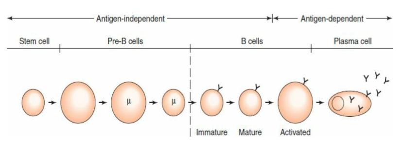 Antijen Bağımsız Antijen Bağımlı Kök Hücre Pre-B hücreleri B hücreleri Plazma hücresi İmmatür Matür Aktive Şekil 1. B Lenfosit Olgunlaşma Süreci [33].