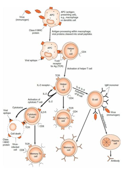 Virüs (immünojen) APC (antijen-sunan hücre), ör.