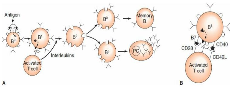 B hücre aktivasyonu için T ve B lenfositler arasında bazı eş-uyarıcı etkileşimlerin gerçekleşmesi gerekir: T hücresindeki CD28, B hücresindeki B7 ile ve T hücresindeki CD40 Ligand (CD40L), B