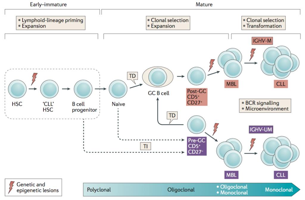 Erken - immatür Matür Lenfoid-seri başlatılması Genişleme Klonal seçim Genişleme Klonal seçim Transformasyon B hücre öncülü Naif GM B hücresi BCR sinyalizasyonu Mikroçevre Genetik