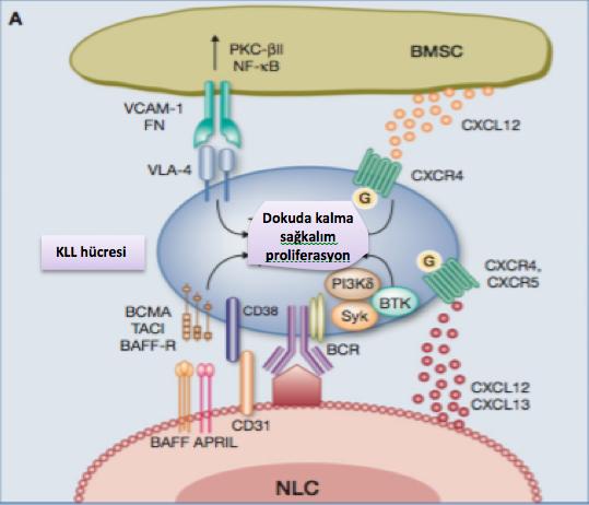 B: KLL hücresinden salgılanan CCL3 ve CCL4'ü içeren kemokinler yardımıyla, CD4 + T hücreler, KLL hücresinin sağkalımını ve proliferasyonunu desteklemek için mikroçevreye dahil edilir.