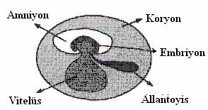 94. Şekilde, kuşların sindirim sistemi ve sindirime hizmet eden bazı organlar gösterilmiştir. u organların hangisinde besinlerin asıl emilimi gerçekleşir? A. Kursakta. Kaslı midede C.