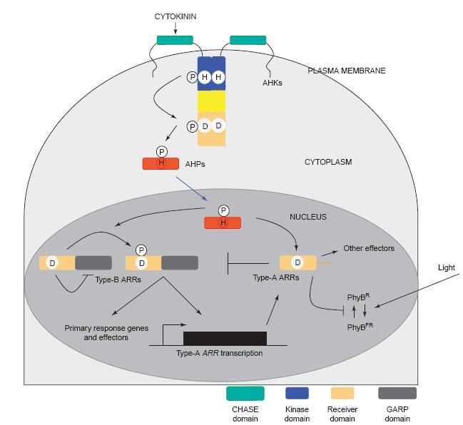 1.GİRİŞ ŞEYHMUS Ersen KOLDEMİR Şekil 1.2. Arabidopsis thaliana bitkisinde genel olarak sitokinin sinyal modeli (Ferreira ve Kieber, 2005). Şekil 1.2 de Arabidopsis thaliana bitkisindeki sitokinin sinyal modeli basitçe gösterilmiştir.