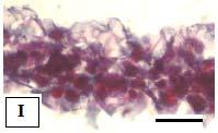 0 mg kg -1 G: 7.