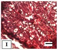 0 mg kg -1 G: 7.