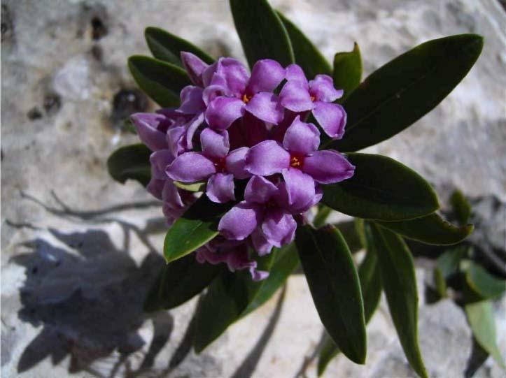 10 2 91-THYMELACEAE Daphne sericea Vahi Yerel Adı Aydınlar köyü 1000 m Develik otu Çiçekler Süs bitkisi Çiçekler yaydığı kokudan dolayı evlerden