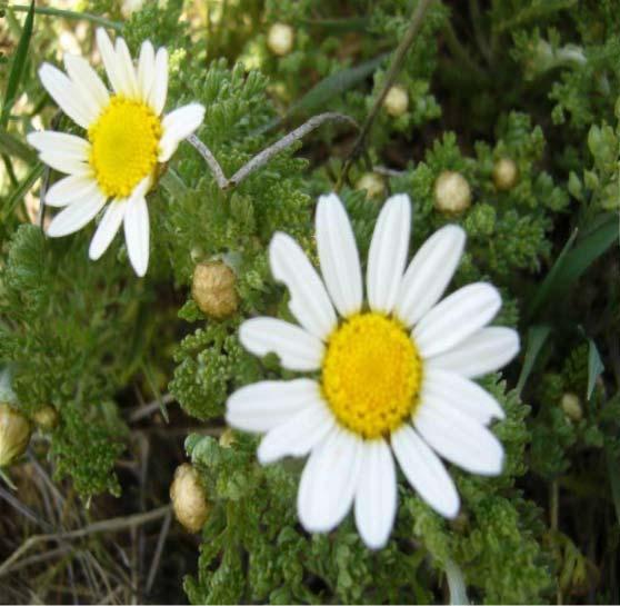 14 3-ASTERACEAE Anthemis aciphylla Boiss. var.