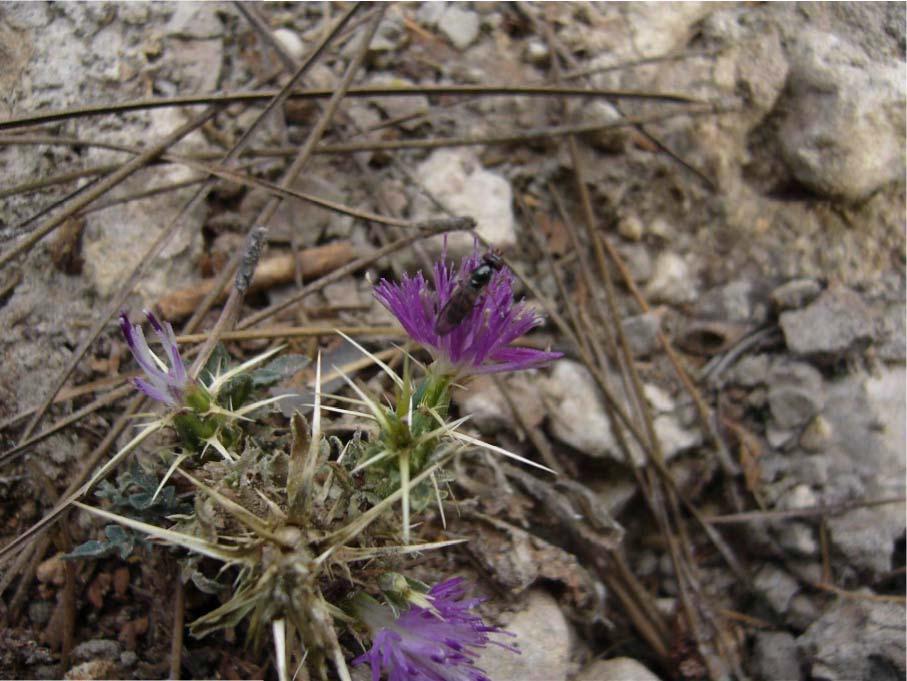 15 4-ASTERACEAE Centaurea urvillei DC. subsp.