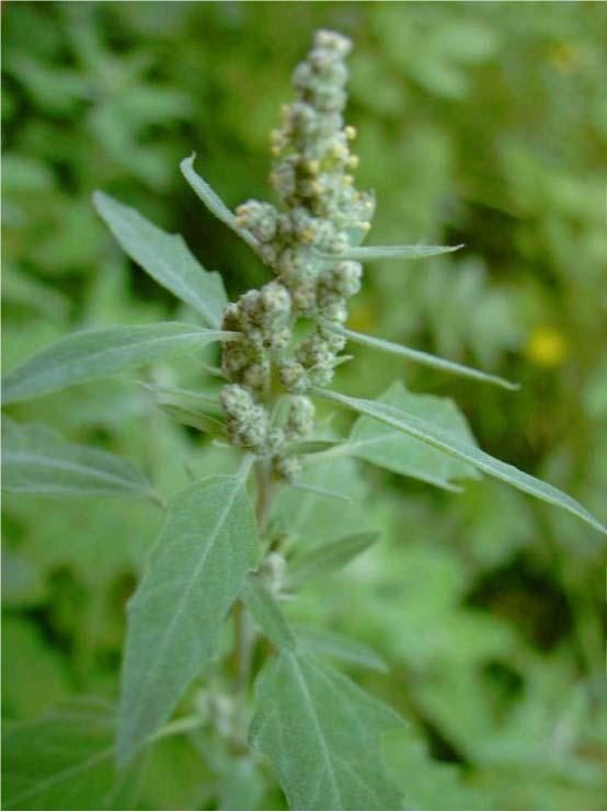 29 18-CHENOPODIACEAE Chenopodium albüm L.